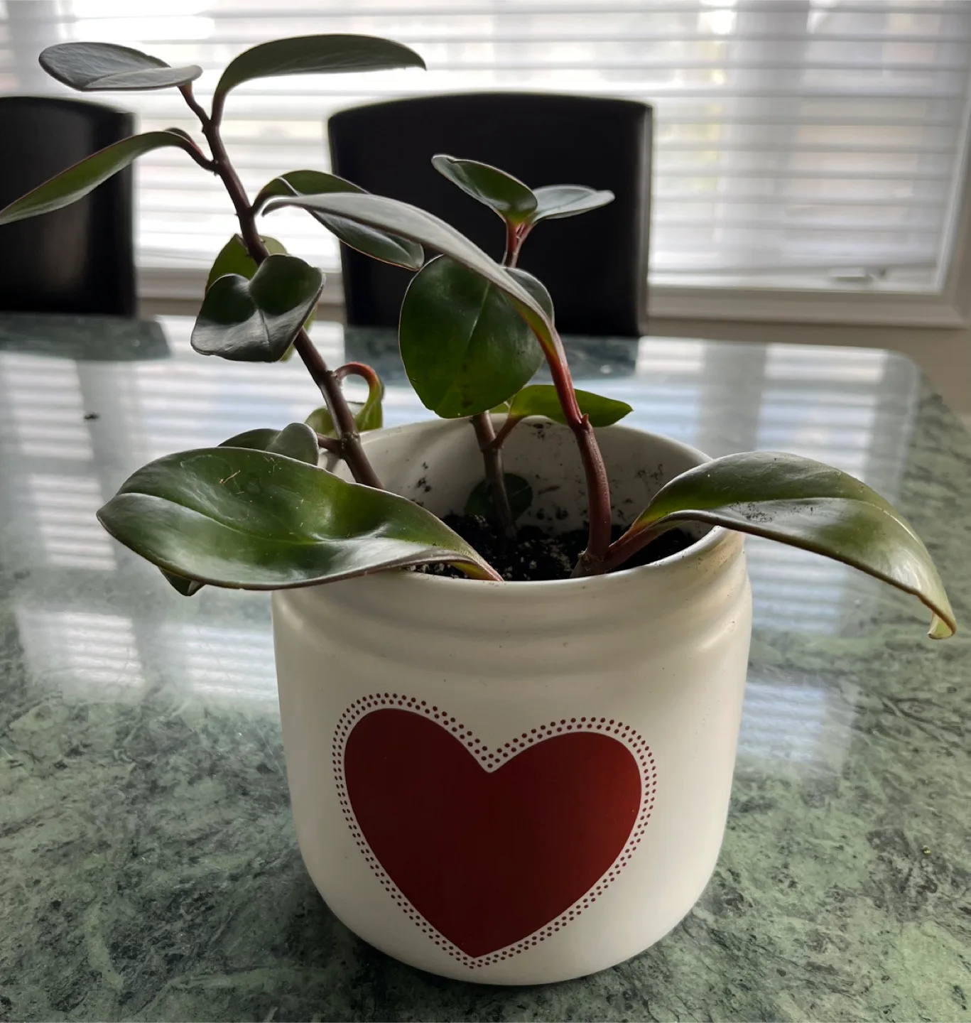 3 Baby Rubber plants in new ceramic pot image indicator(5)