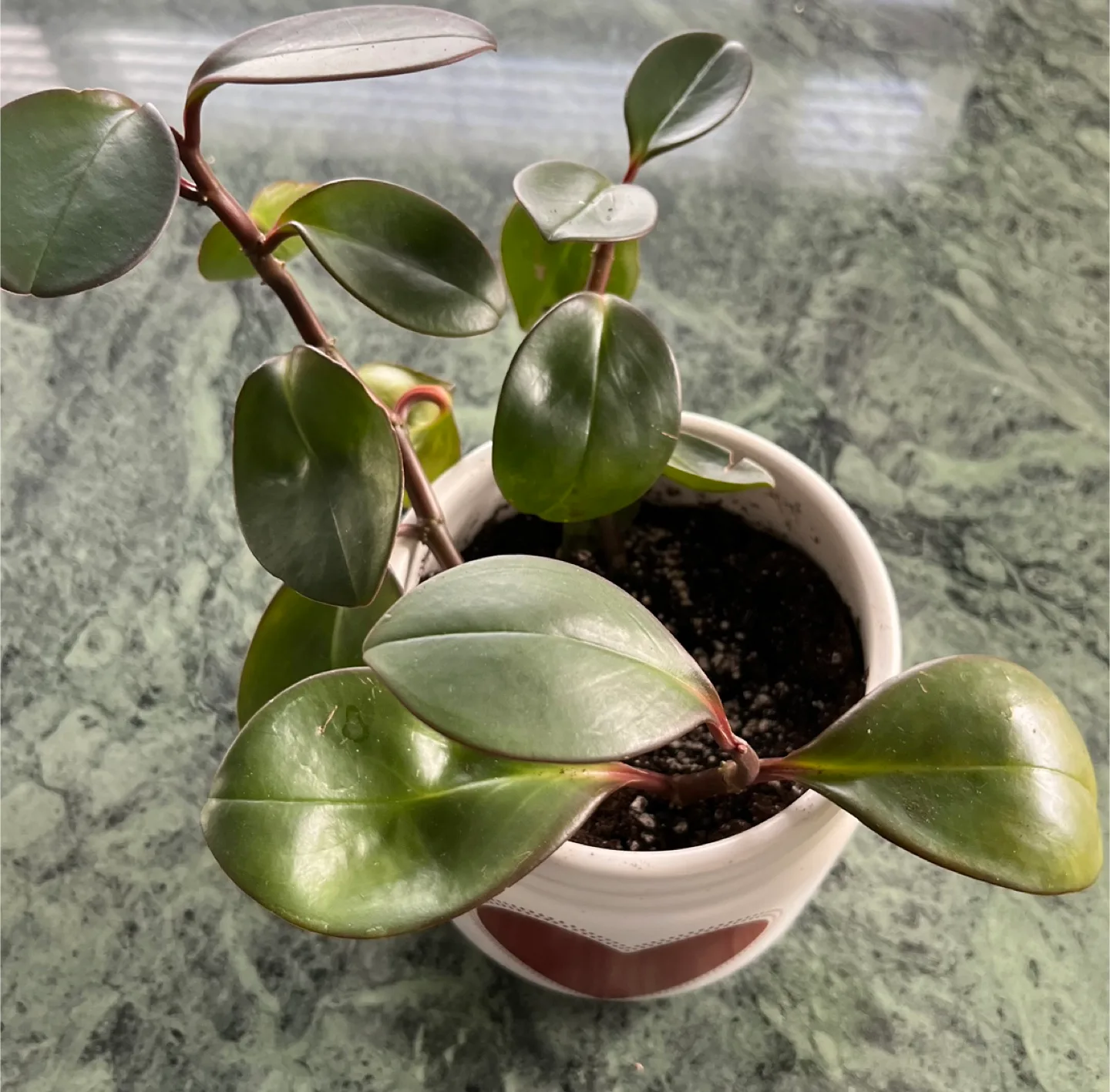 3 Baby Rubber plants in new ceramic pot image indicator(4)