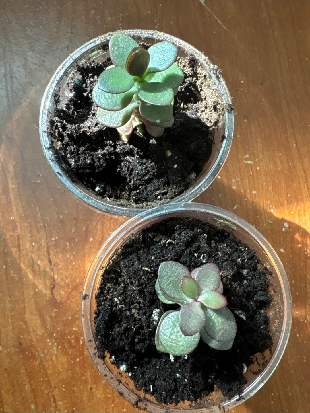 Jade plant  in Plastic Cups thumbnail