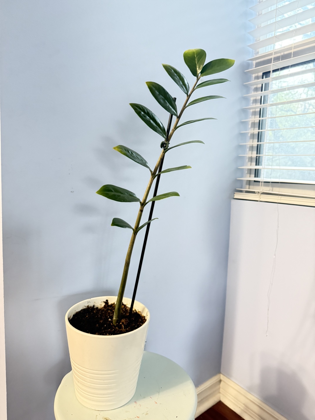 ZZ Plant