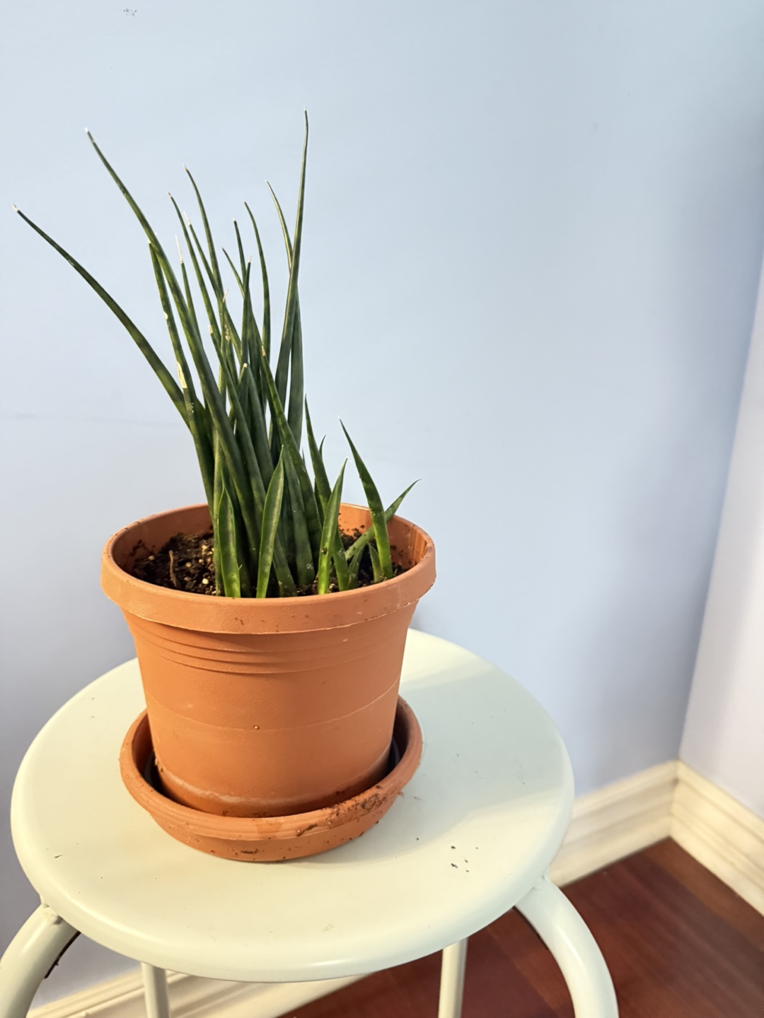 Cylindrical Snake Plant in Terracotta Pot