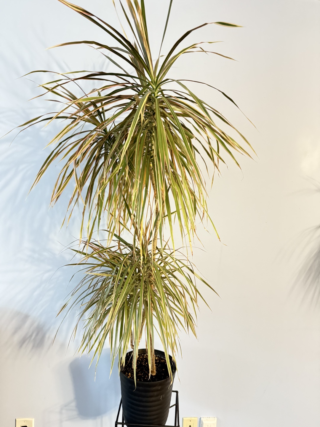 House Plant - photo 2