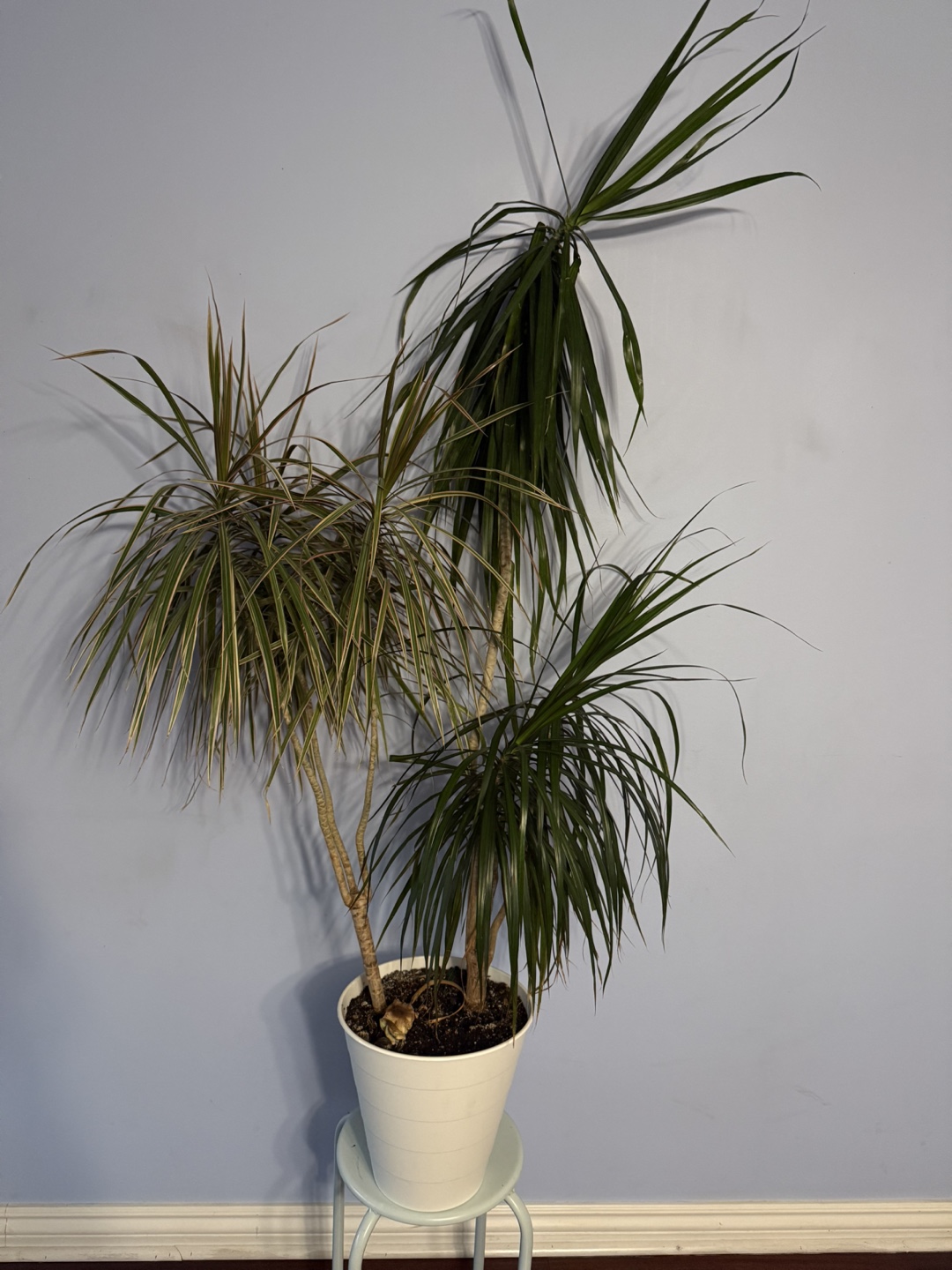 House Plant - photo 3