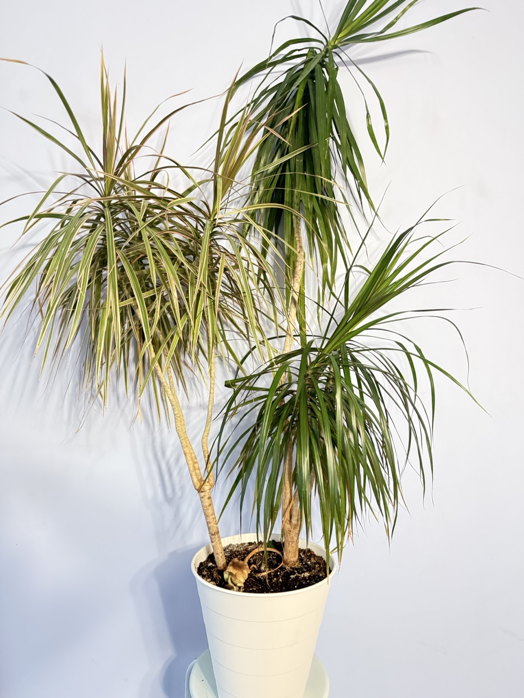 House Plant