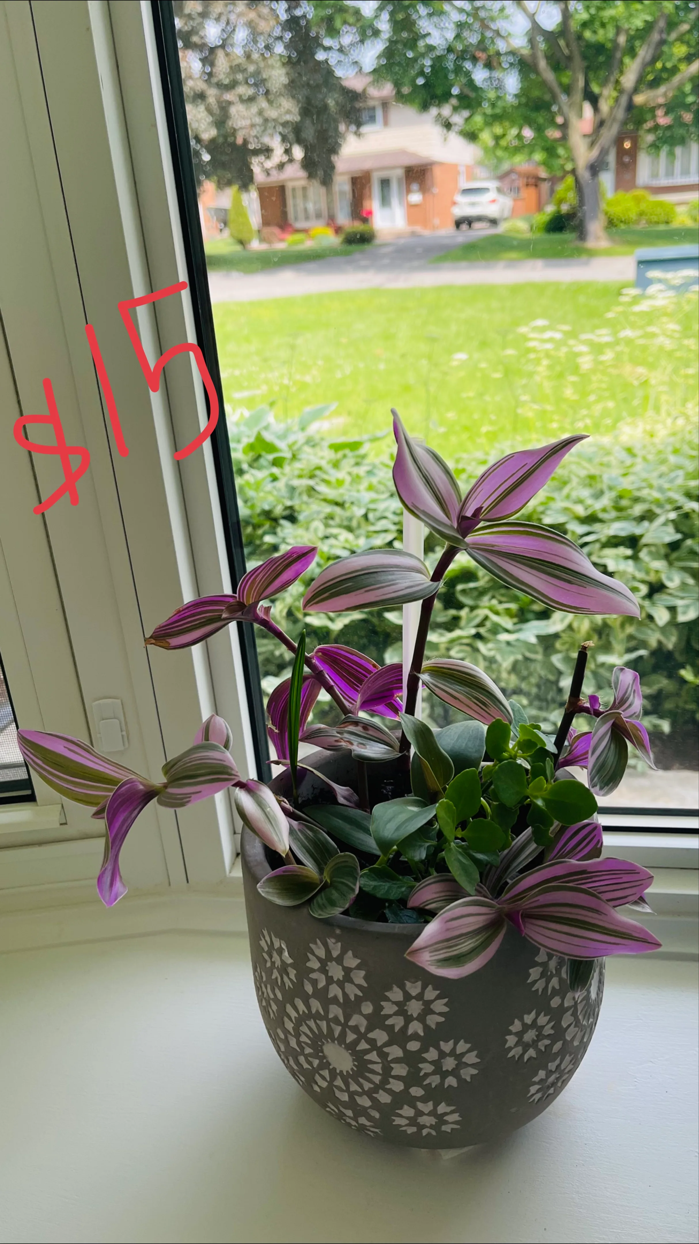 Variety of Plants thumbnail