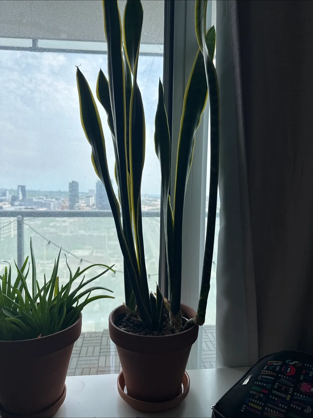 Snake Plant in a Terracotta Pot thumbnail