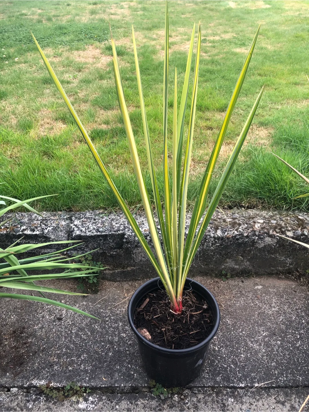 💚 Yucca Plant Green and Yellow Tropical thumbnail