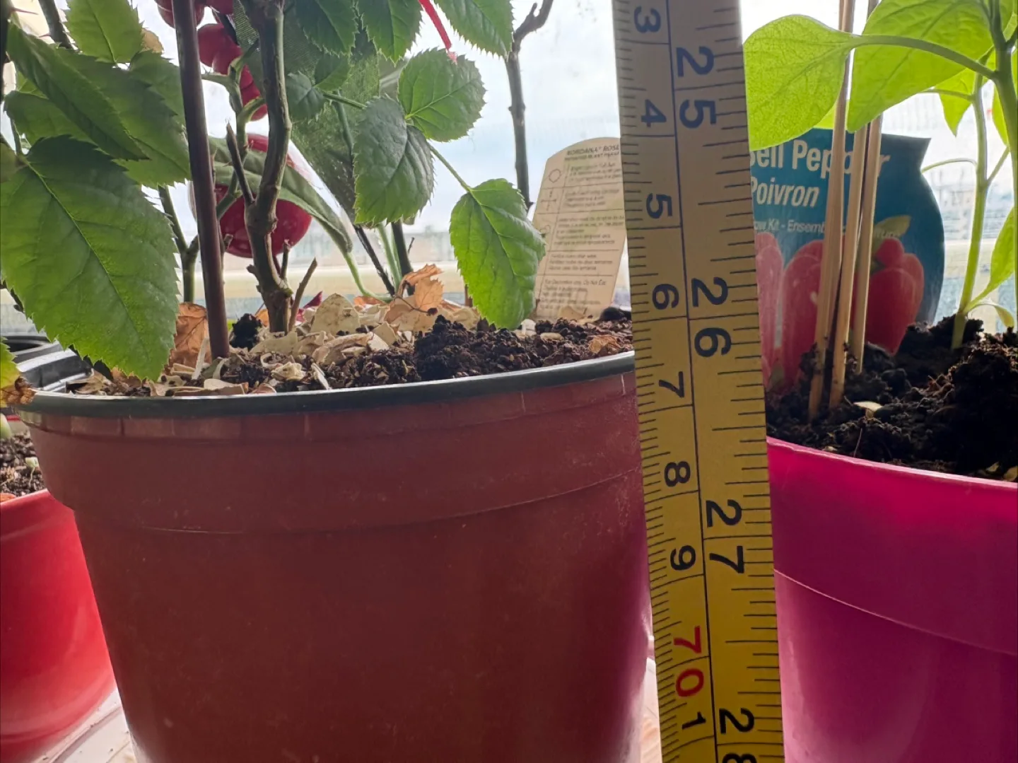 💚🥕Red Rose Plant 26” image indicator(5)