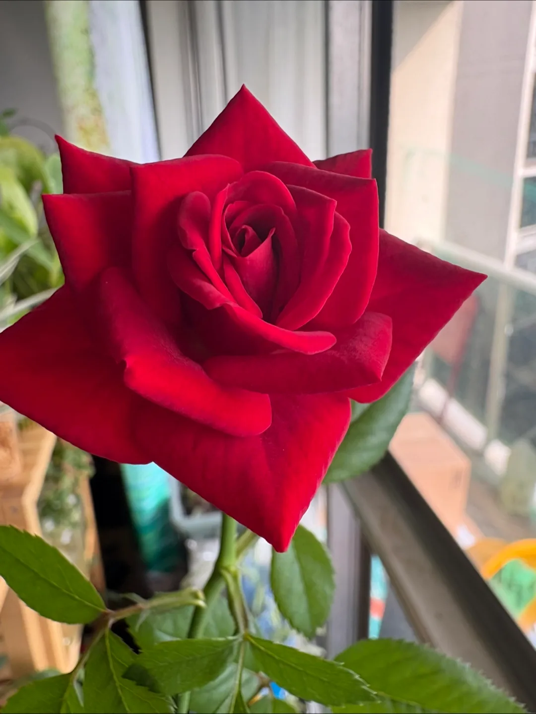 💚🥕Red Rose Plant 26” thumbnail