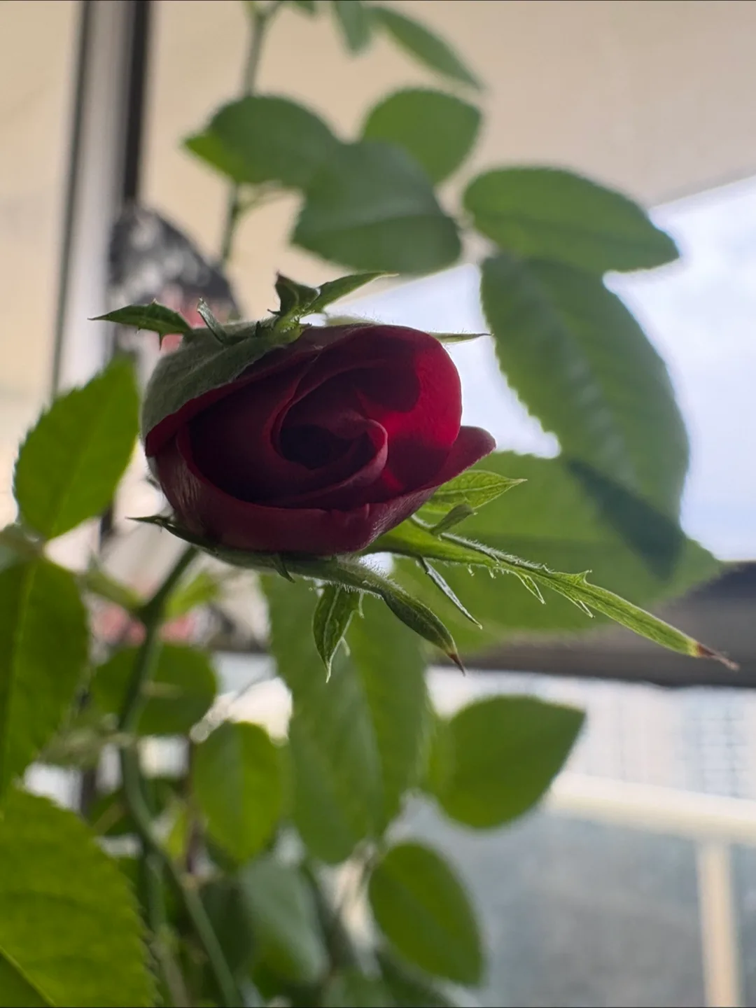 💚🥕Red Rose Plant 26” image indicator(2)