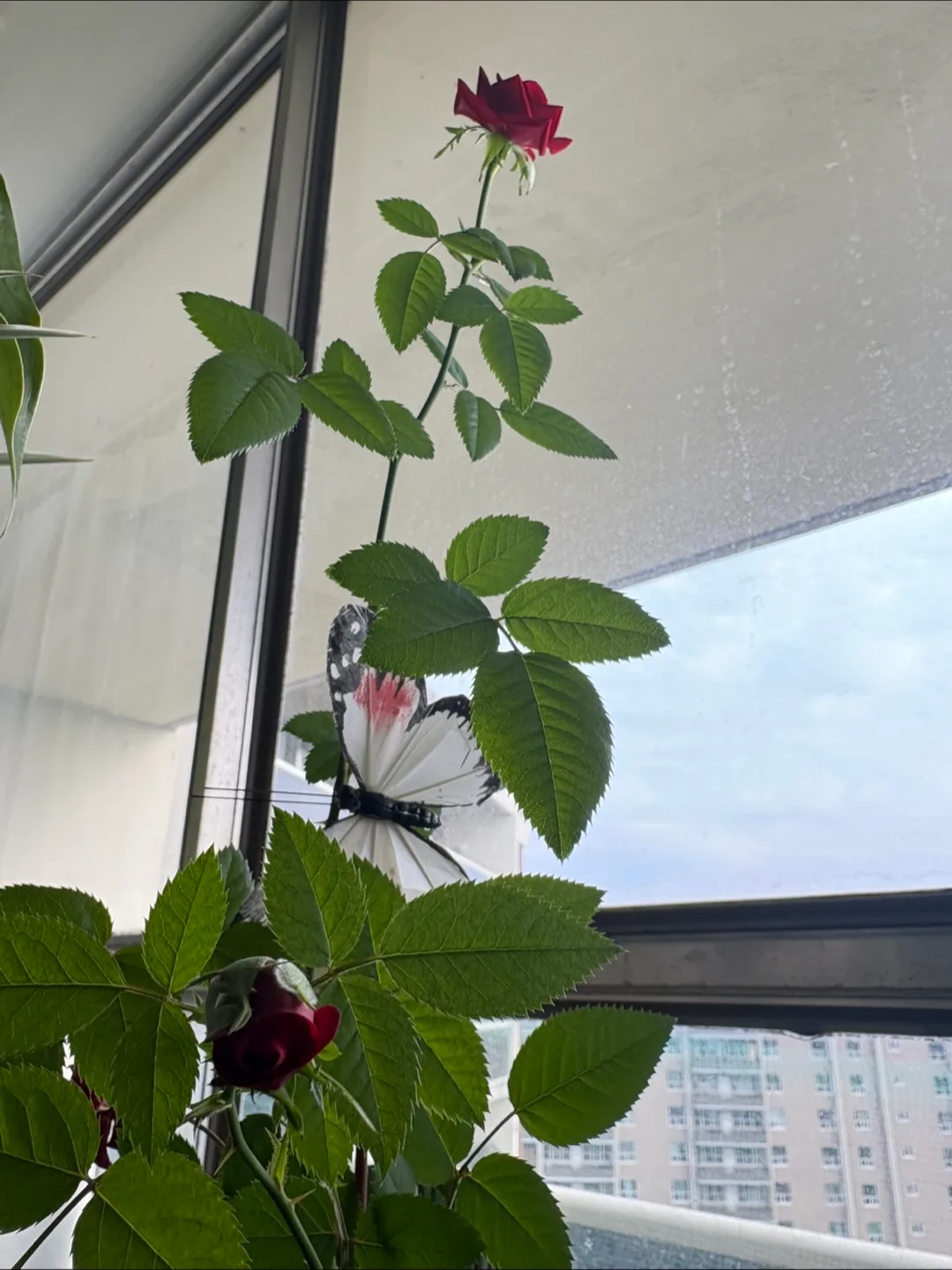 💚🥕Red Rose Plant 26” image indicator(4)