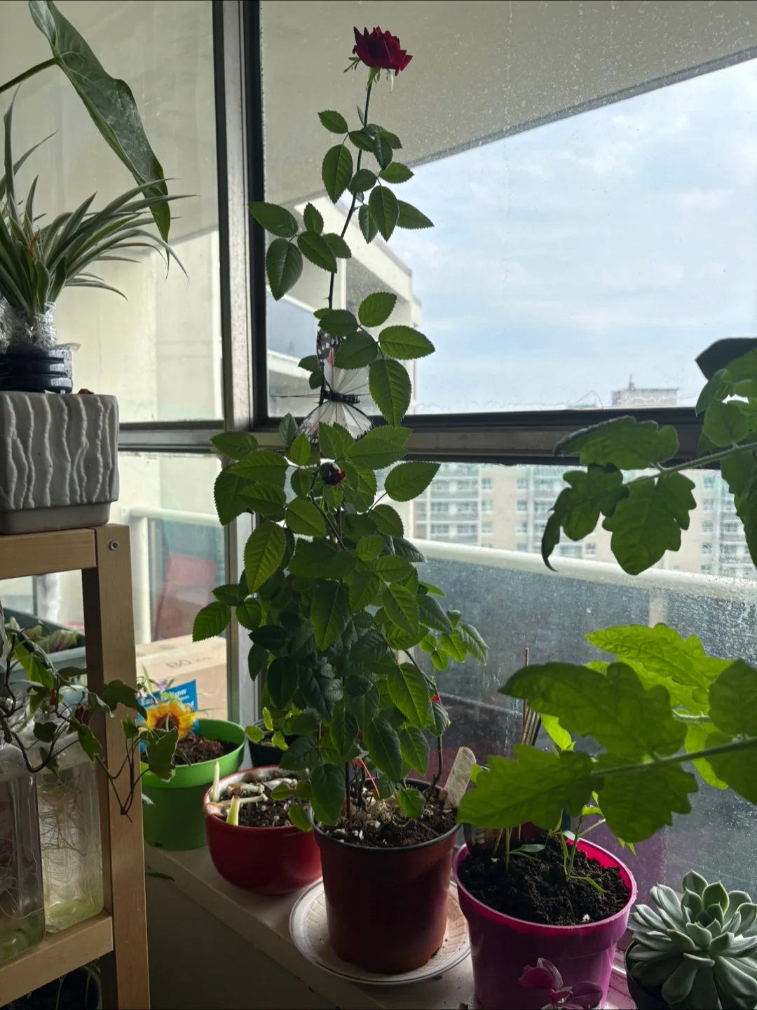 💚🥕Red Rose Plant 26” image indicator(3)