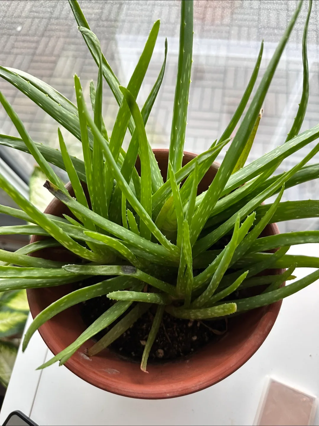 Aloe Vera Plant in Pot thumbnail
