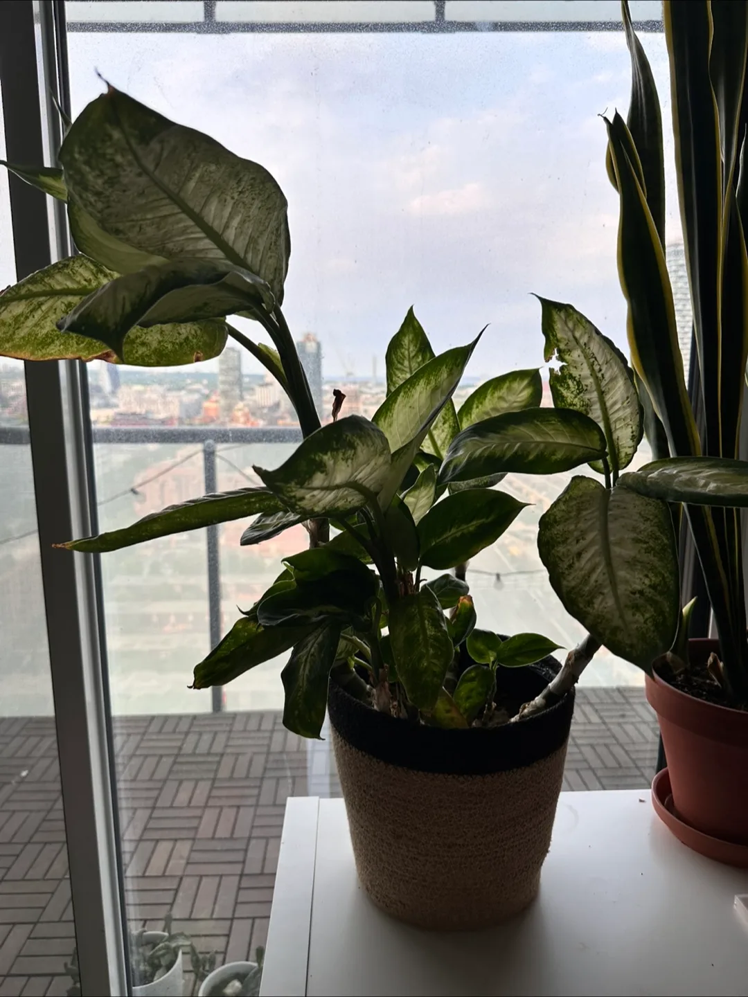 Potted Plant thumbnail
