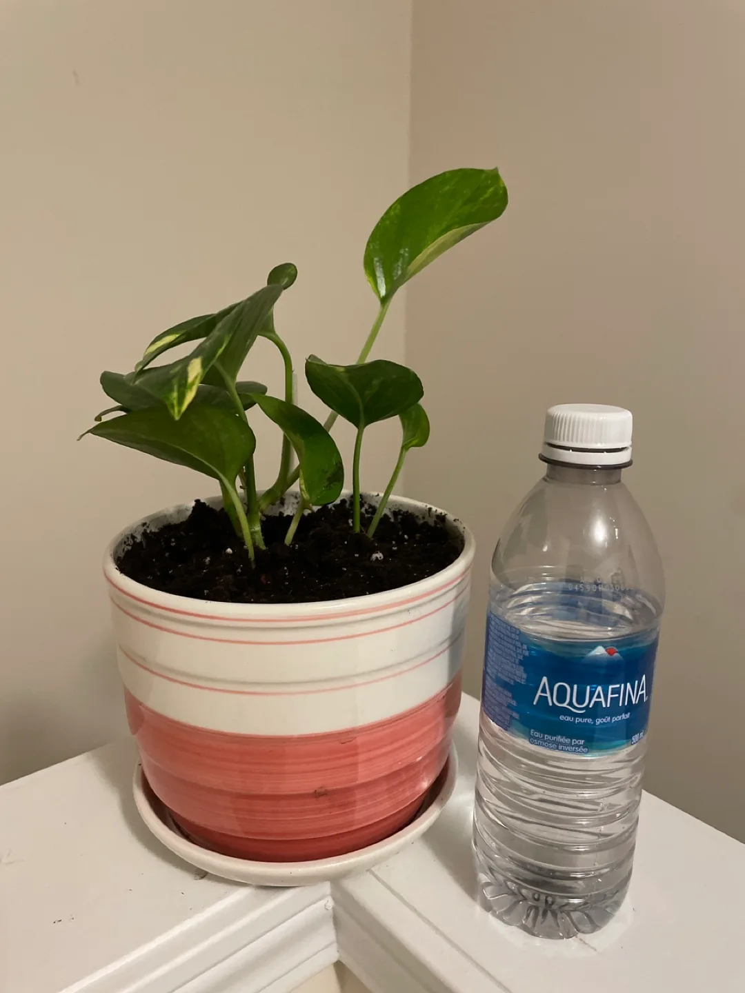 Pothos Plant with ceramic pot like new image indicator(3)