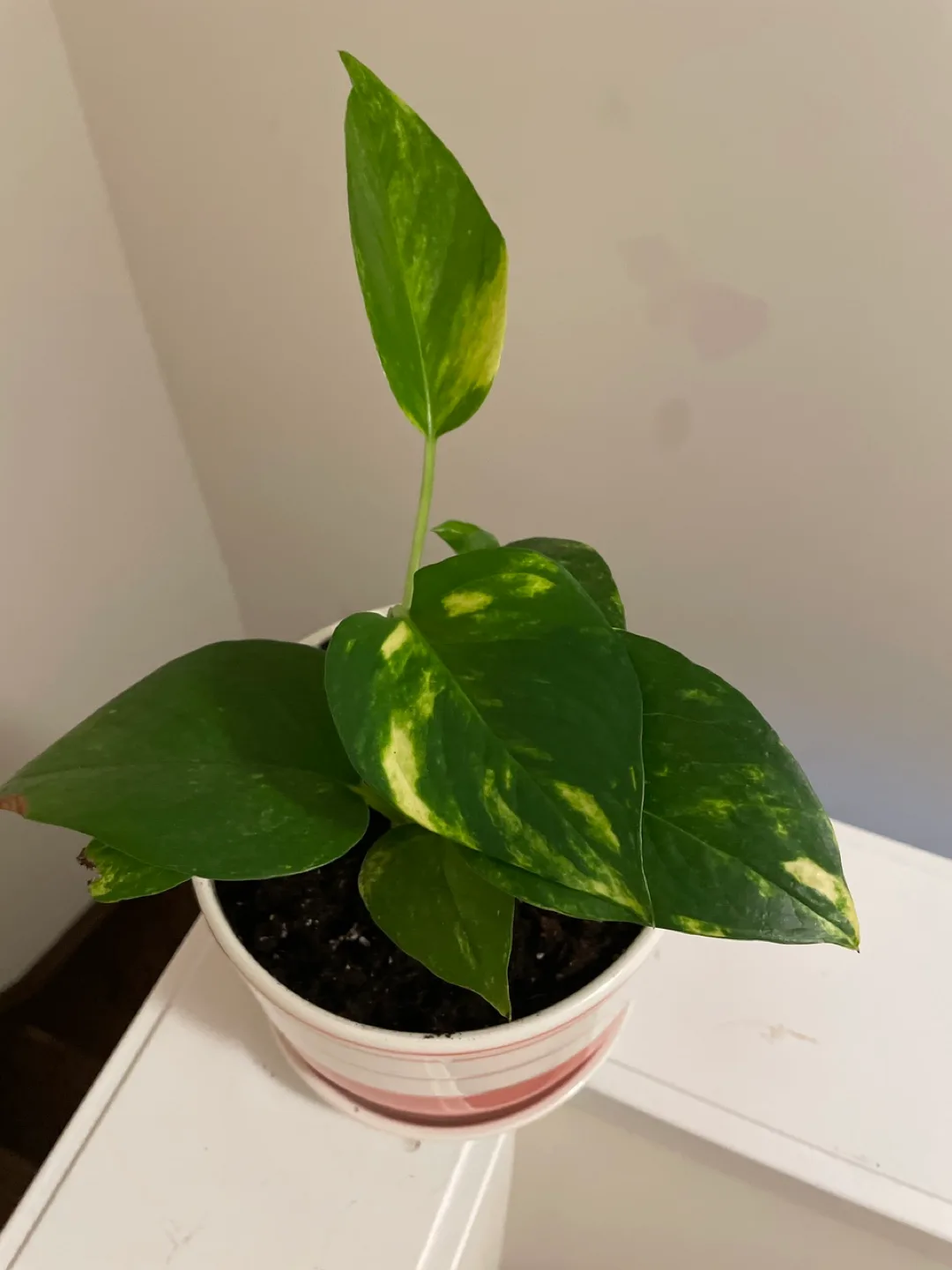 Pothos Plant with ceramic pot like new image indicator(2)