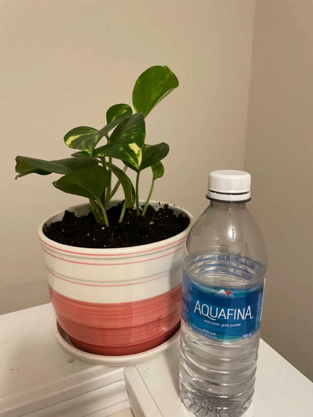 Pothos Plant with ceramic pot like new image indicator(4)