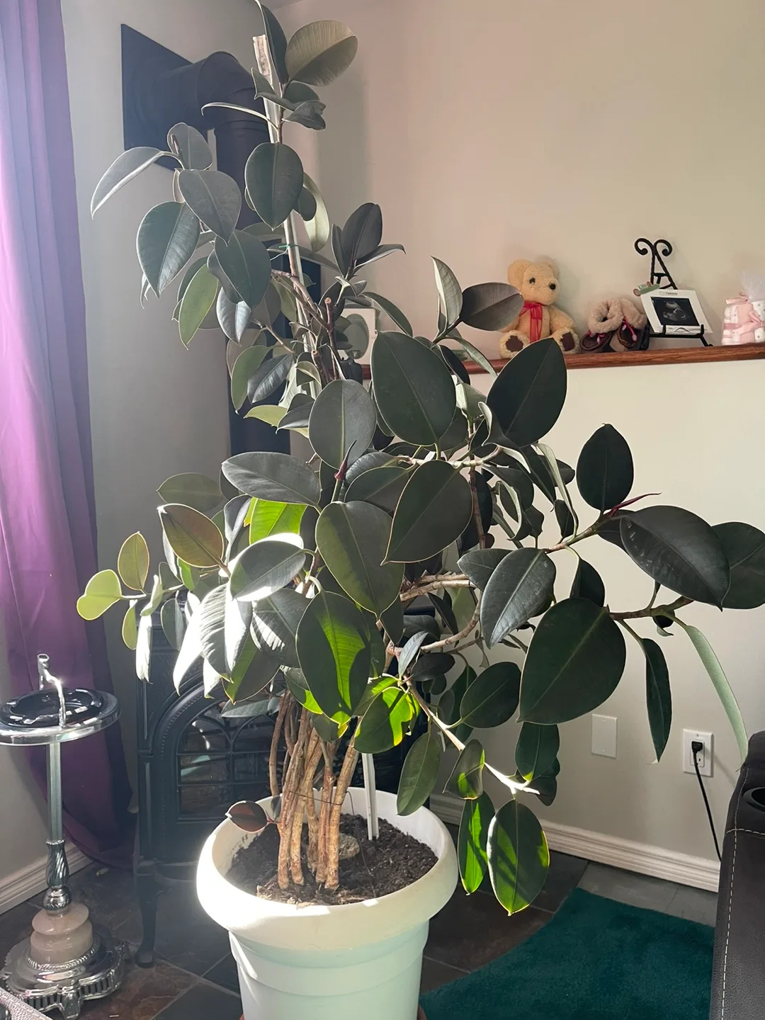 Large Leafy Houseplant,  RUBBER TREE thumbnail