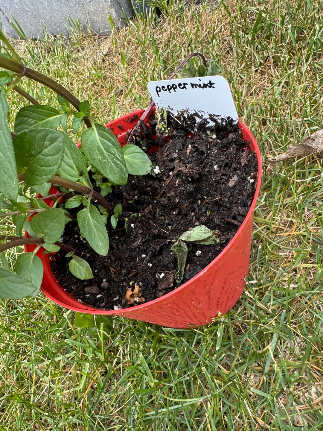 Pepper Mint Plants image indicator(3)