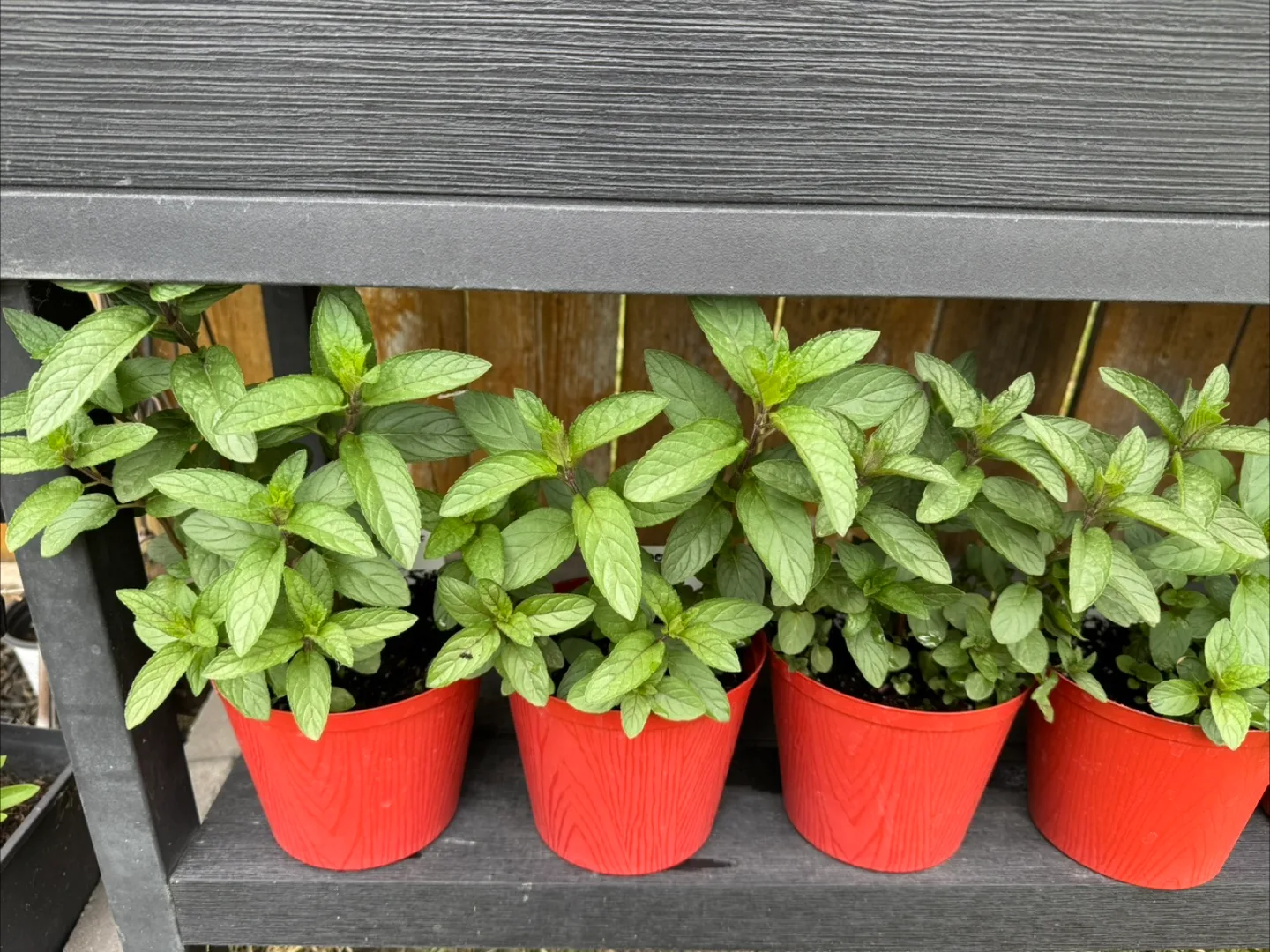 Pepper Mint Plants image indicator(2)