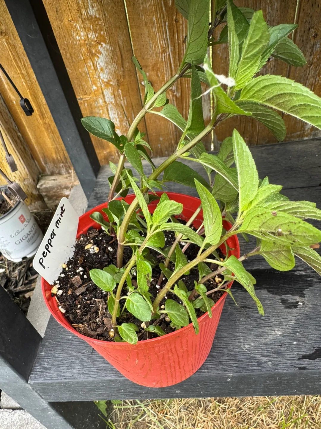 Pepper Mint Plants thumbnail