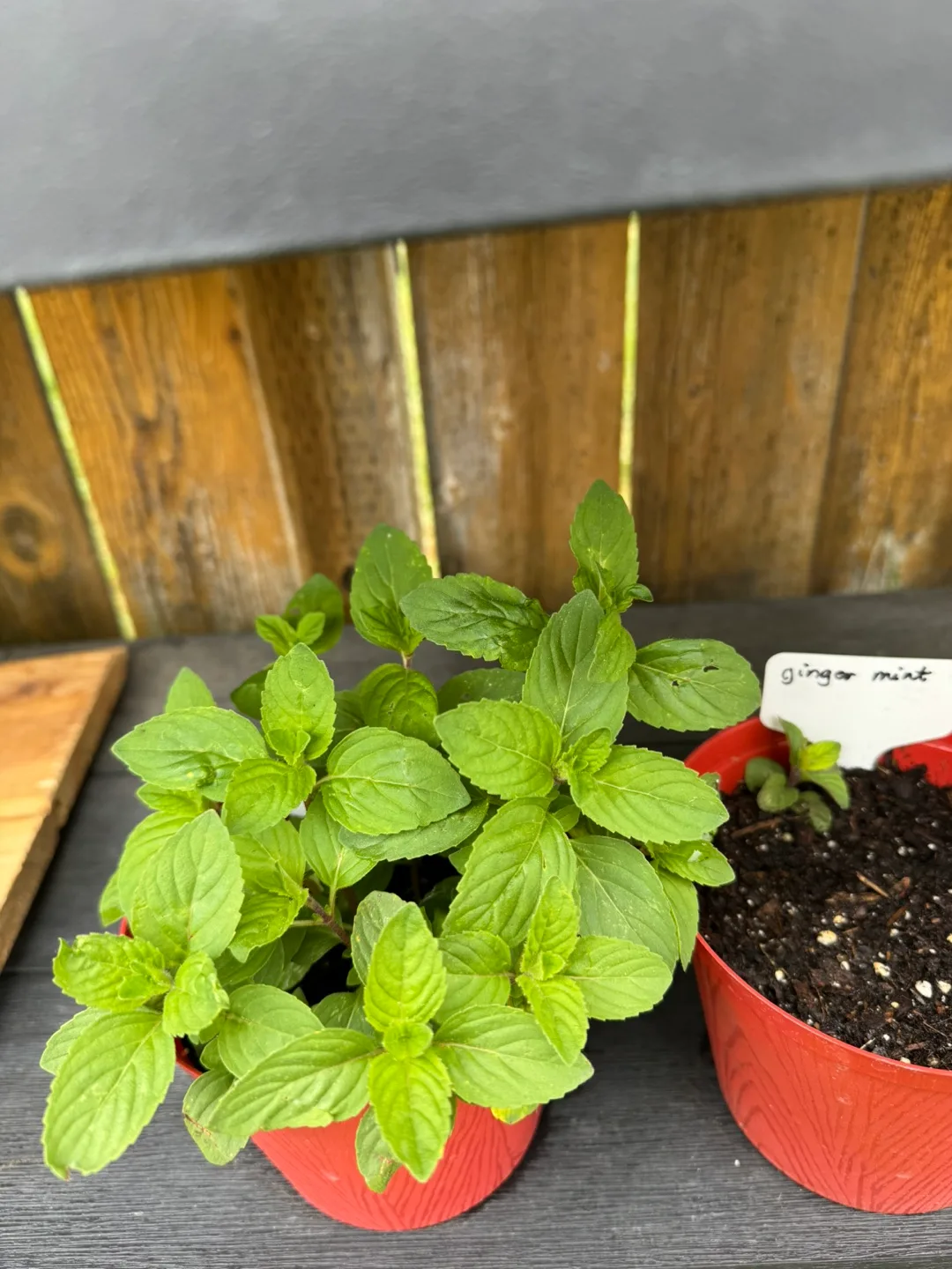 Ginger mint Plants thumbnail