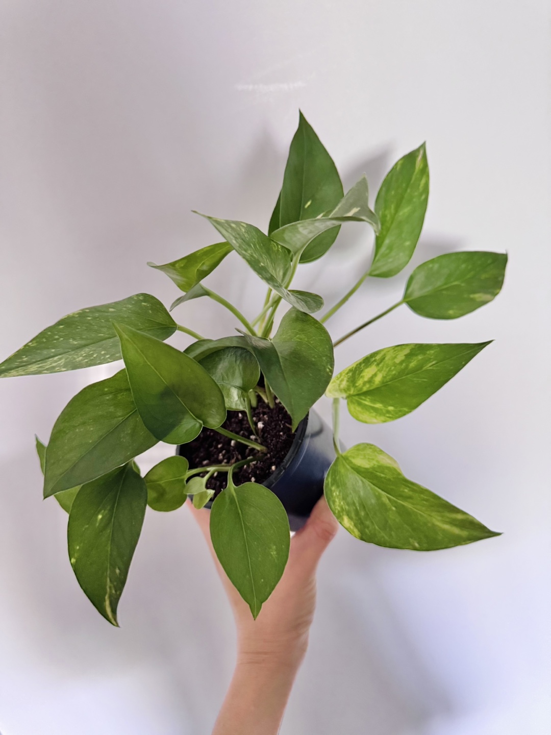 Pothos - DD - photo 2