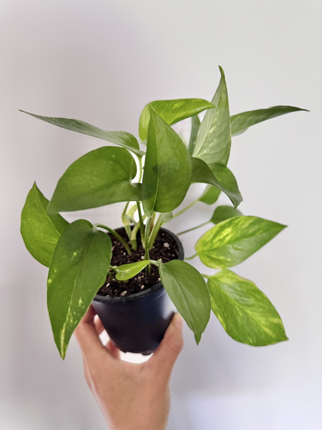 Pothos - DD - photo 4
