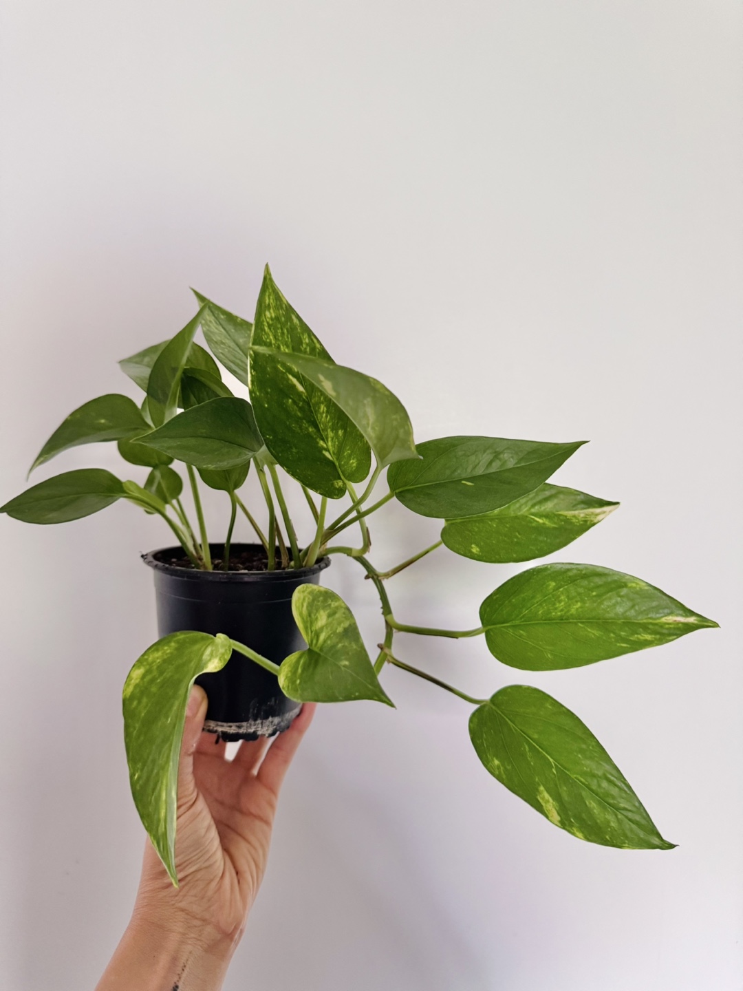 Pothos - DD - photo 3