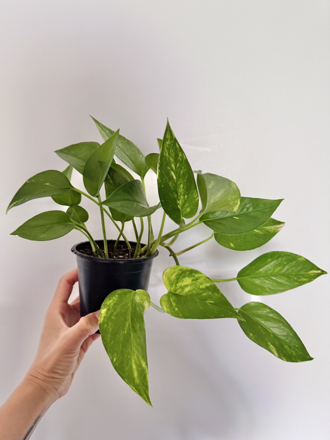 Pothos - DD