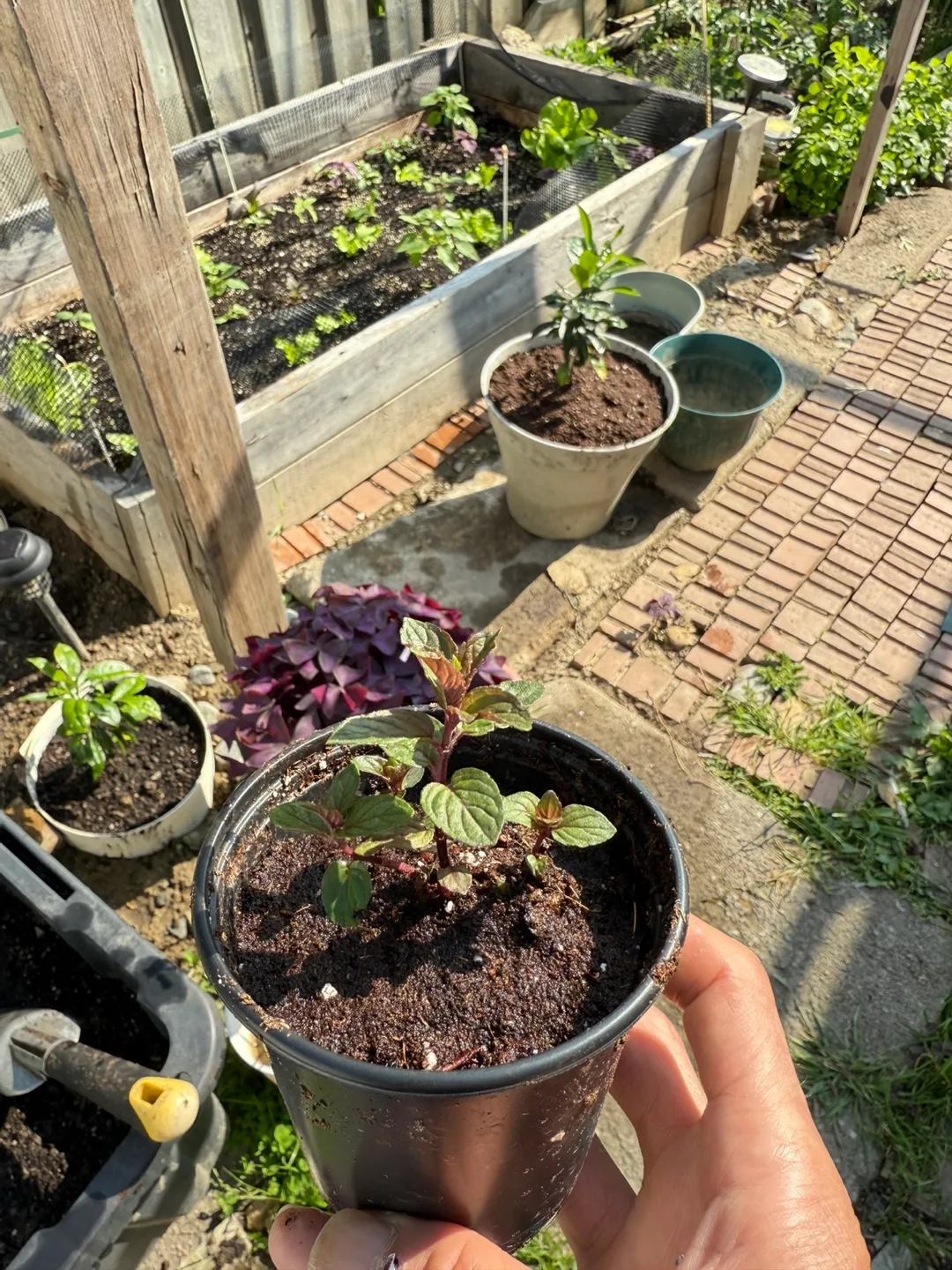 Chocolate mint thumbnail
