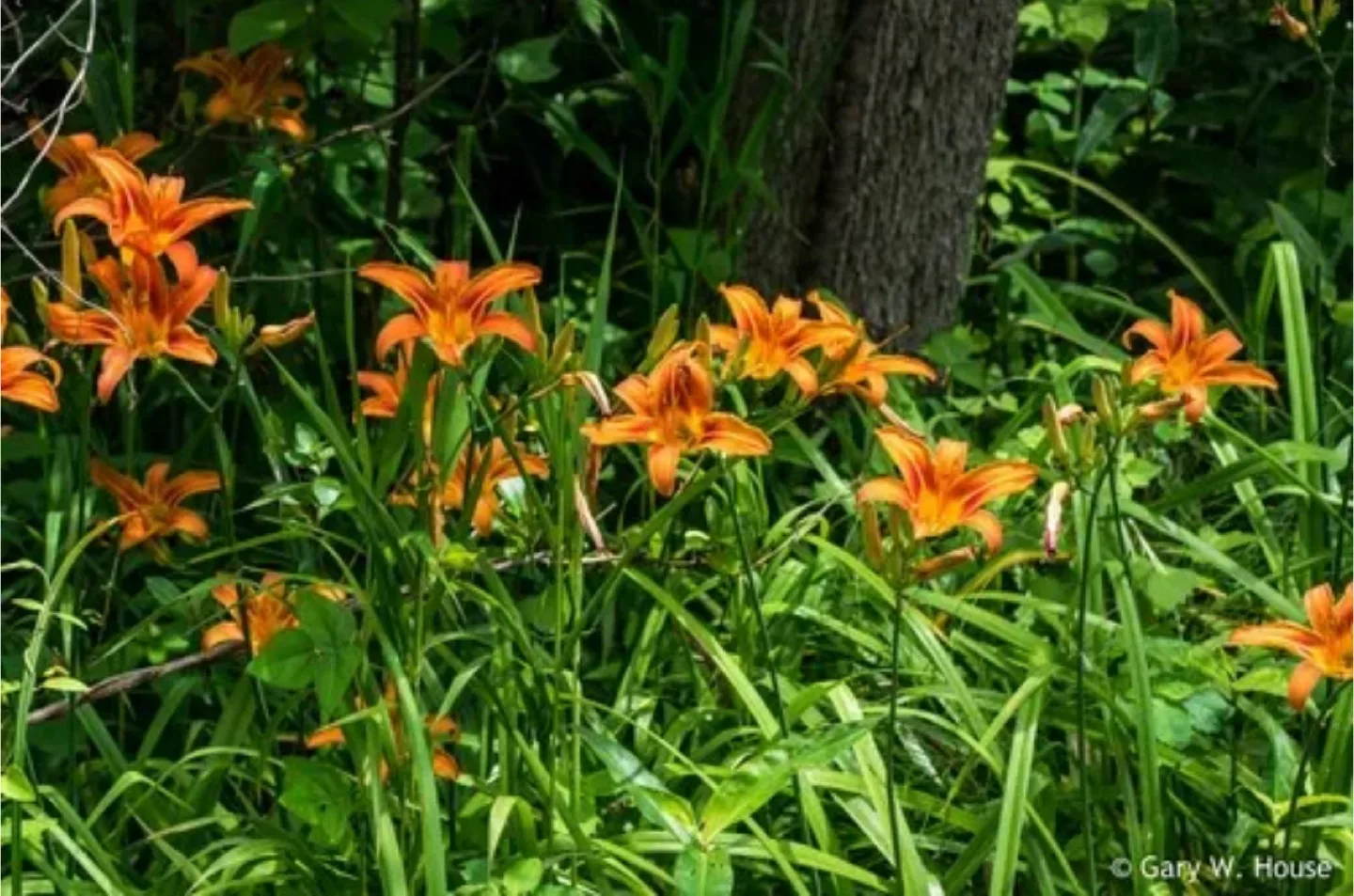 **FREE PLANTS** image indicator(6)