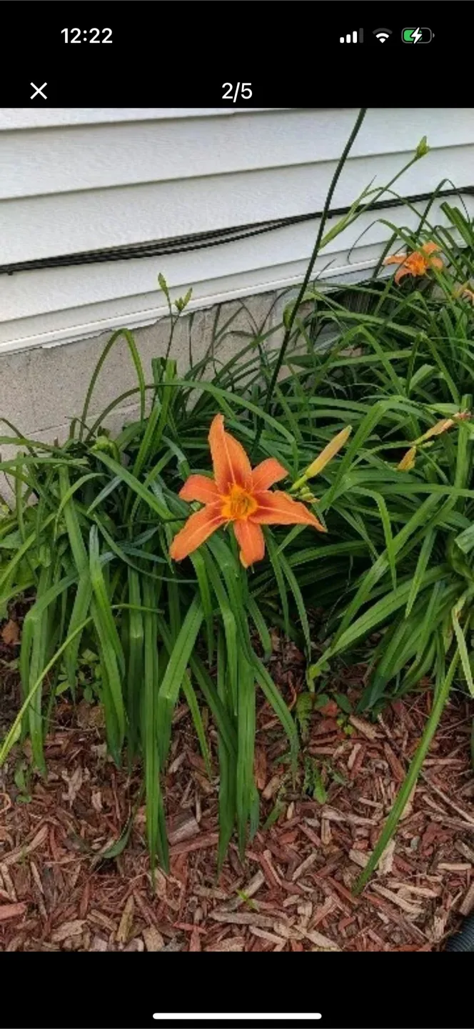 **FREE PLANTS** image indicator(7)