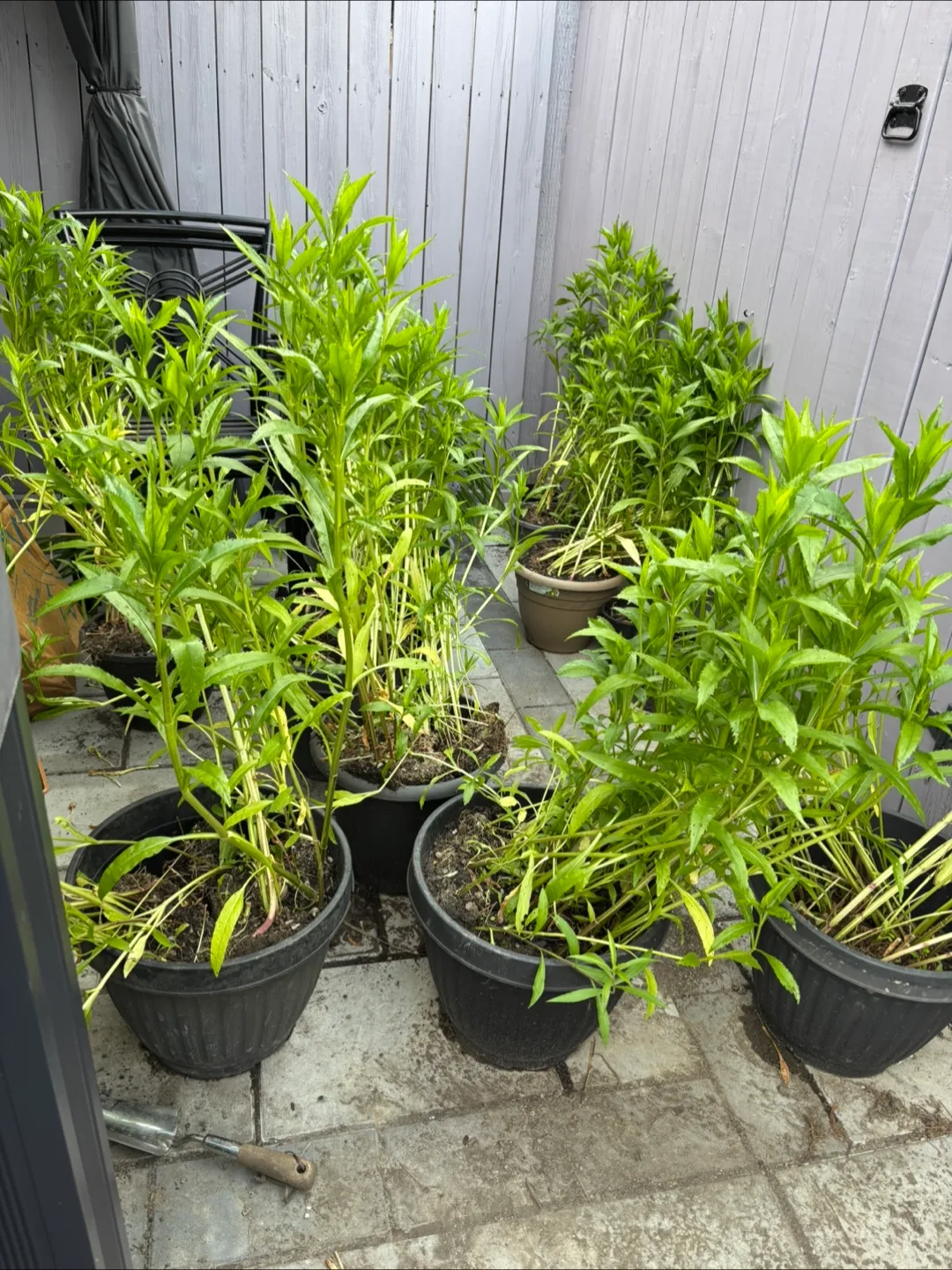 **FREE PLANTS** image indicator(3)