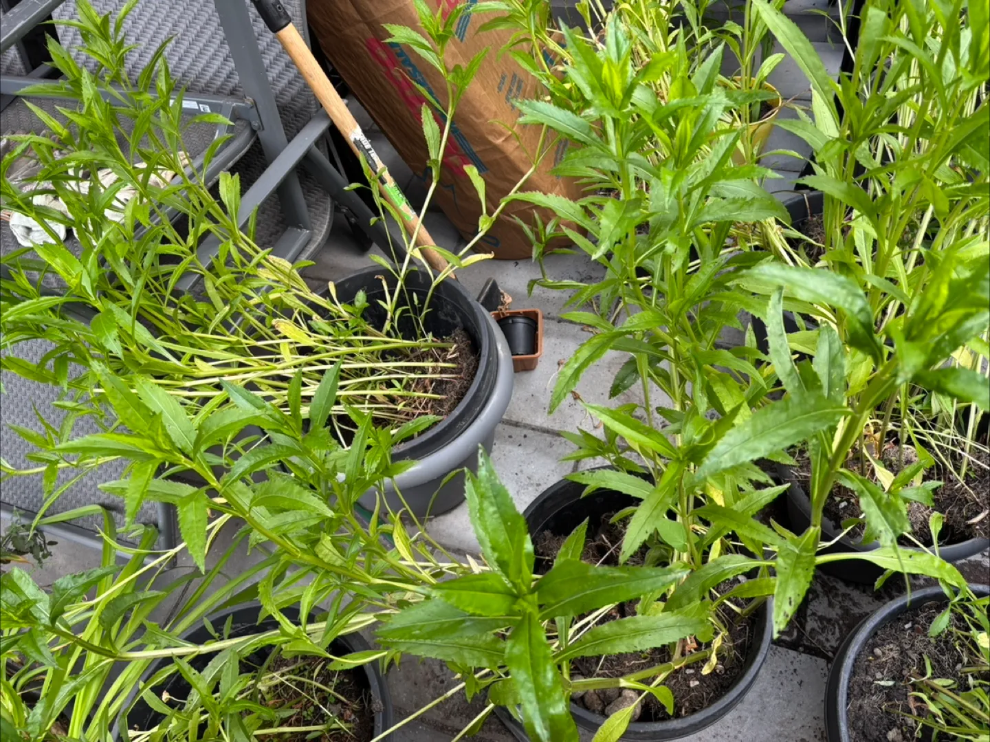 **FREE PLANTS** image indicator(4)