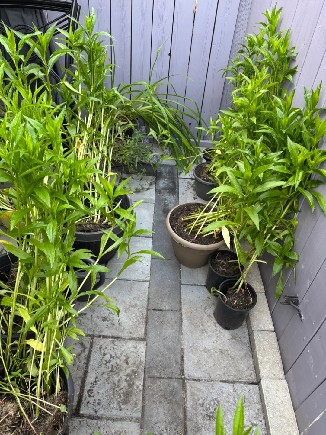 **FREE PLANTS** thumbnail