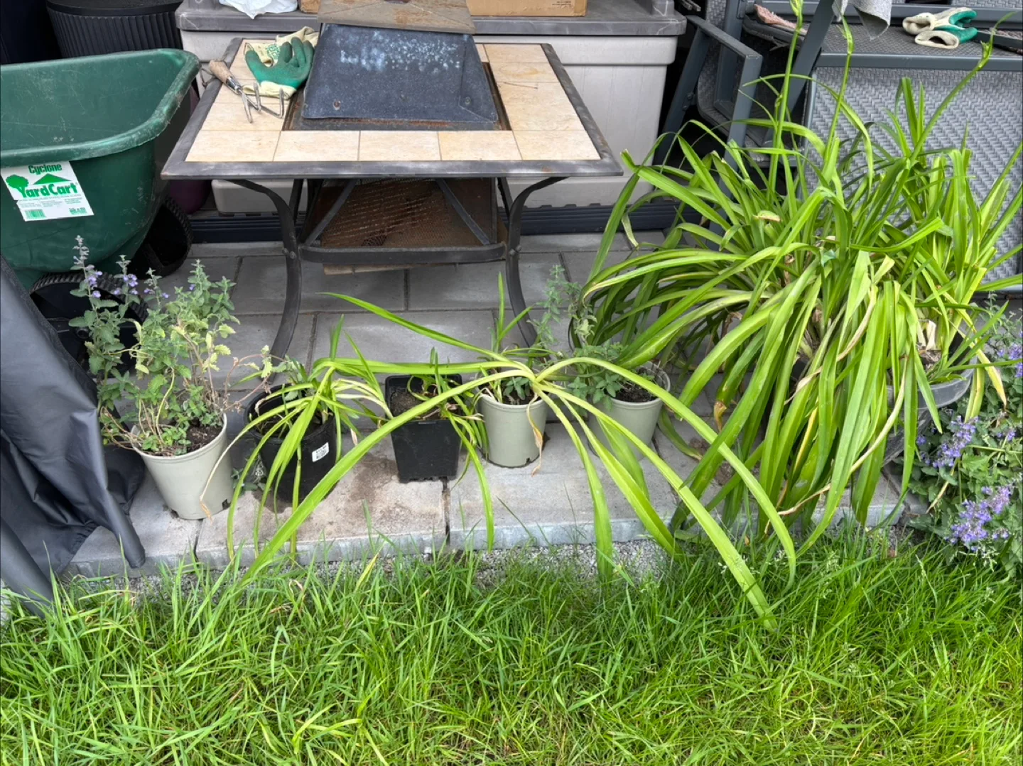 **FREE PLANTS** image indicator(5)