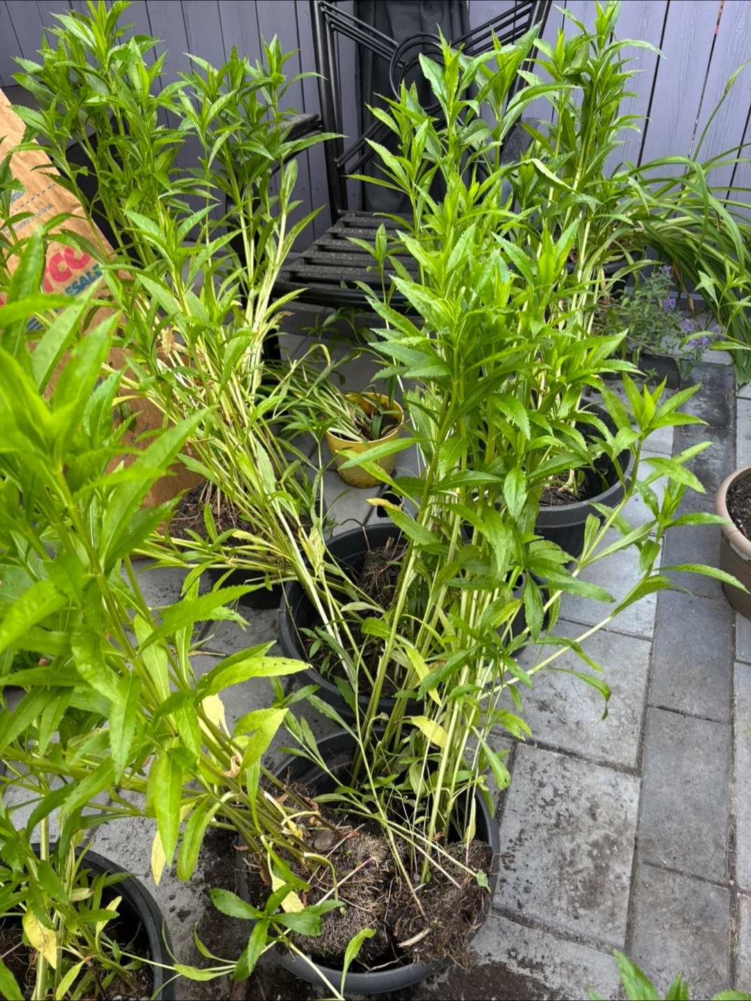 **FREE PLANTS** image indicator(2)