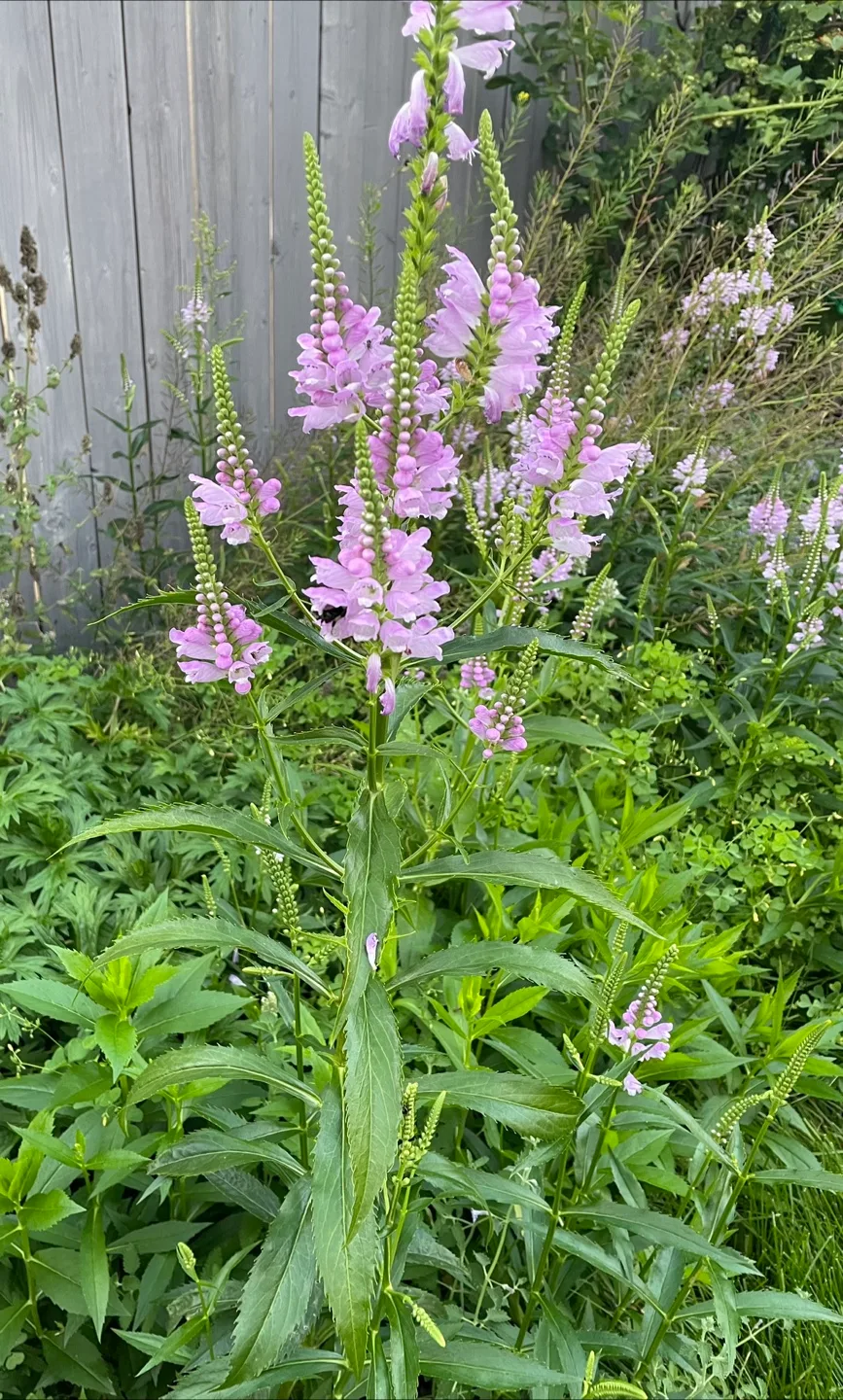 **FREE PLANTS** image indicator(8)