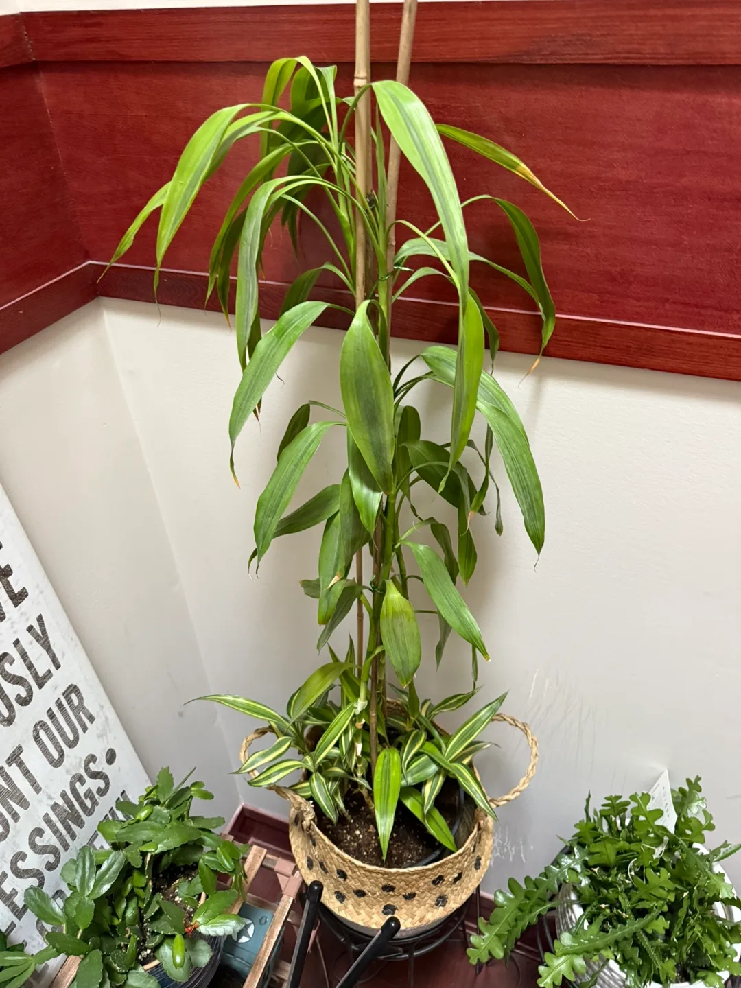 Bamboo plant thumbnail