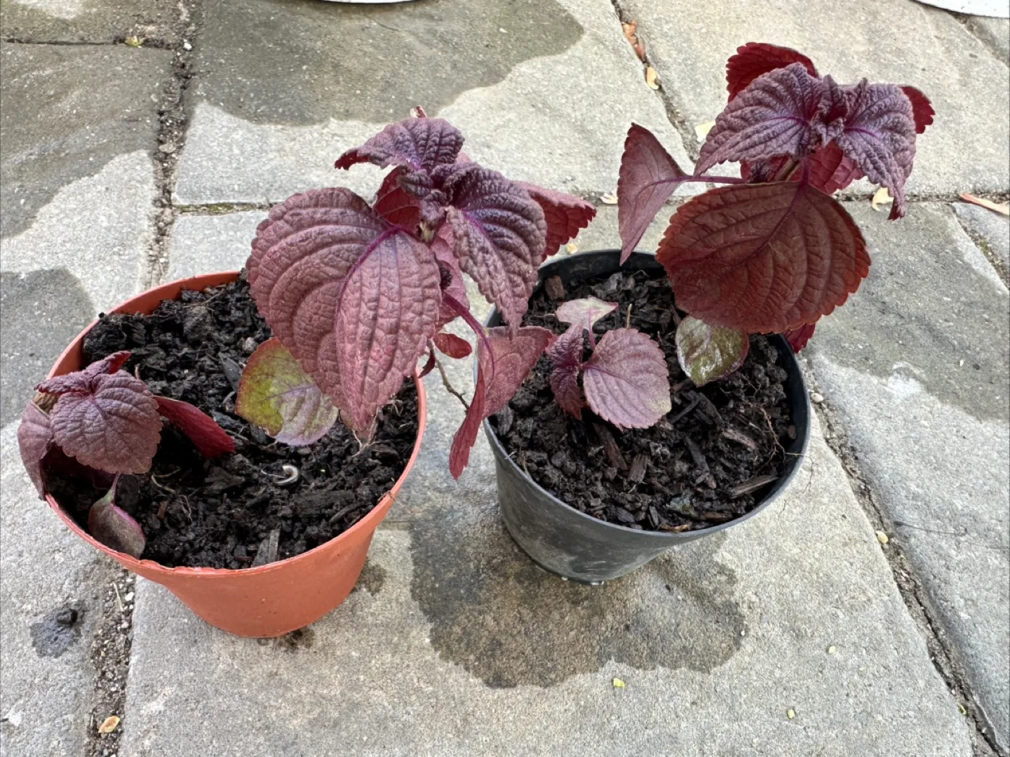 Perilla (Red Shiso) Plants紫苏 thumbnail