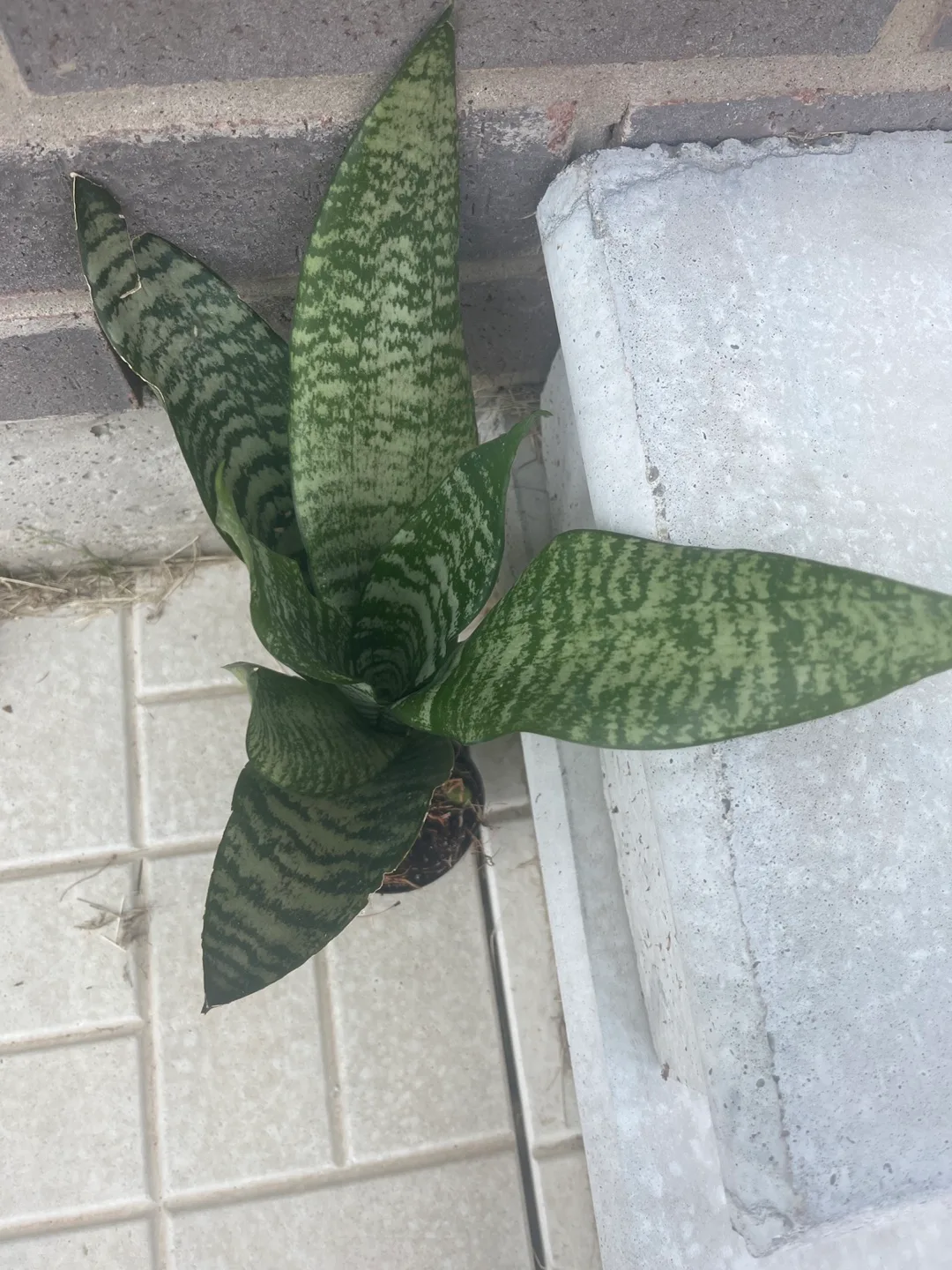 Snake Plant image indicator(4)