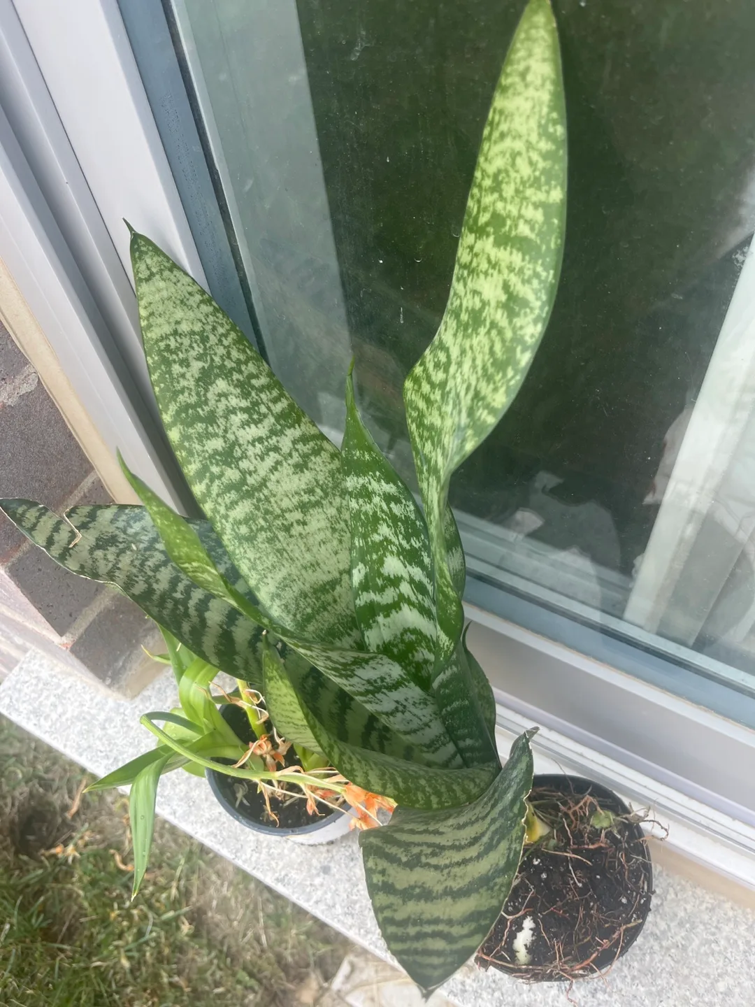 Snake Plant image indicator(2)