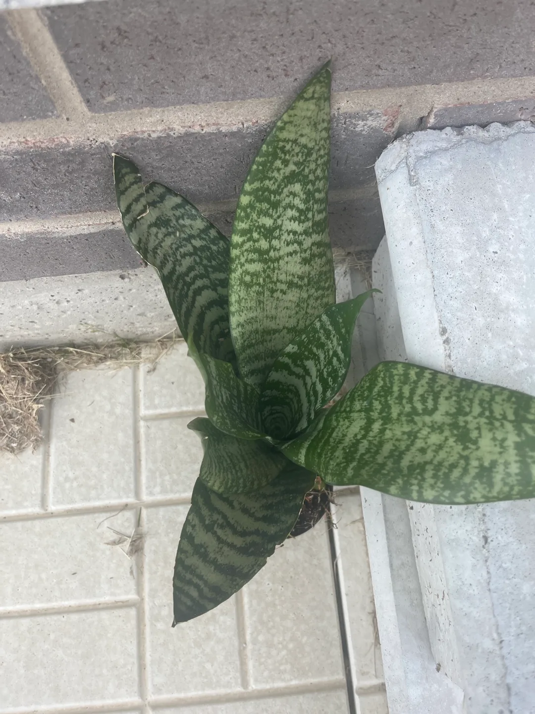 Snake Plant image indicator(3)