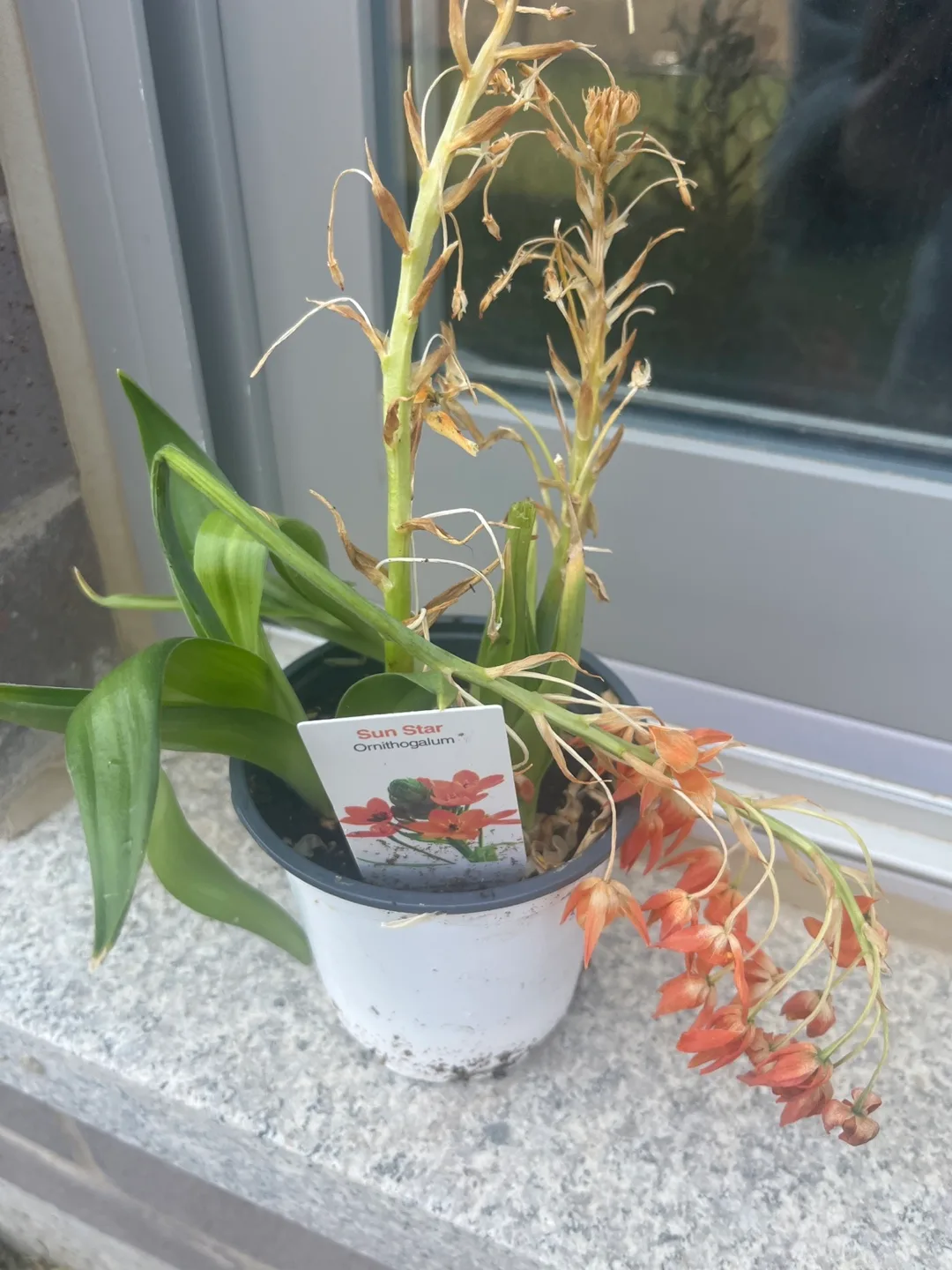 Sun Star Ornithogalum Flower Plant image indicator(2)