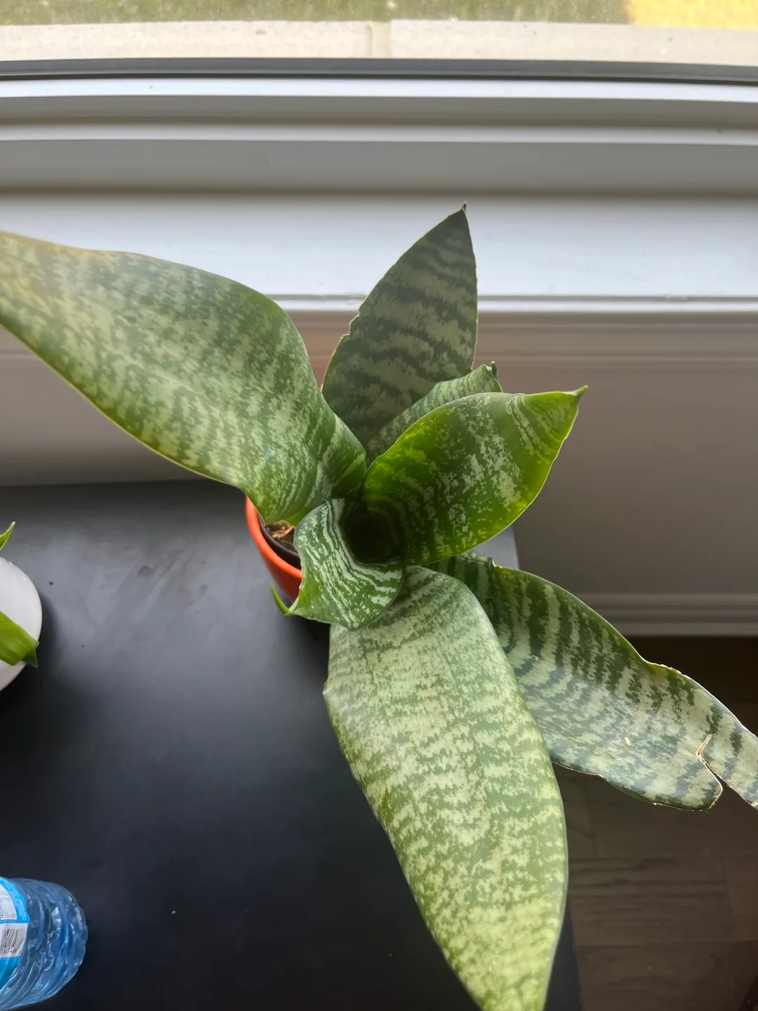 Snake Plant image indicator(5)