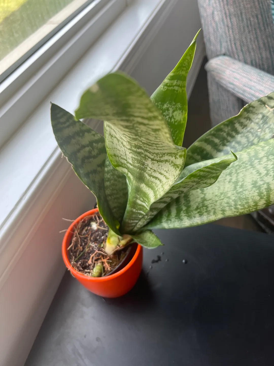 Snake Plant image indicator(6)