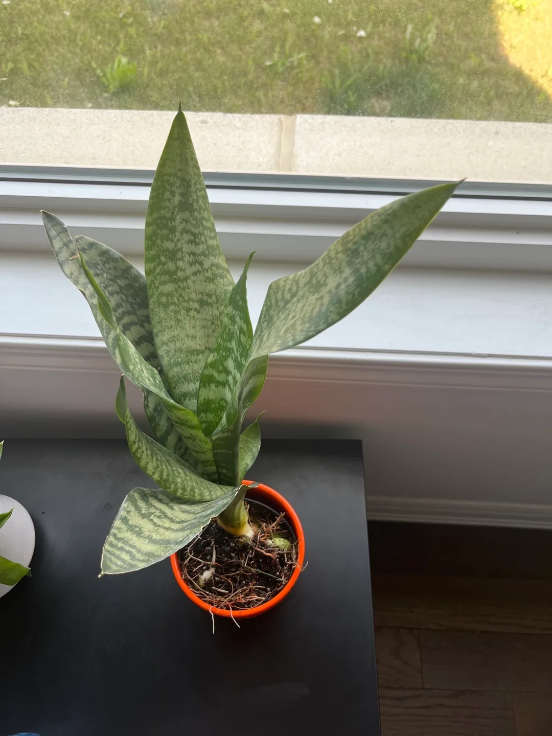 Snake Plant image indicator(7)