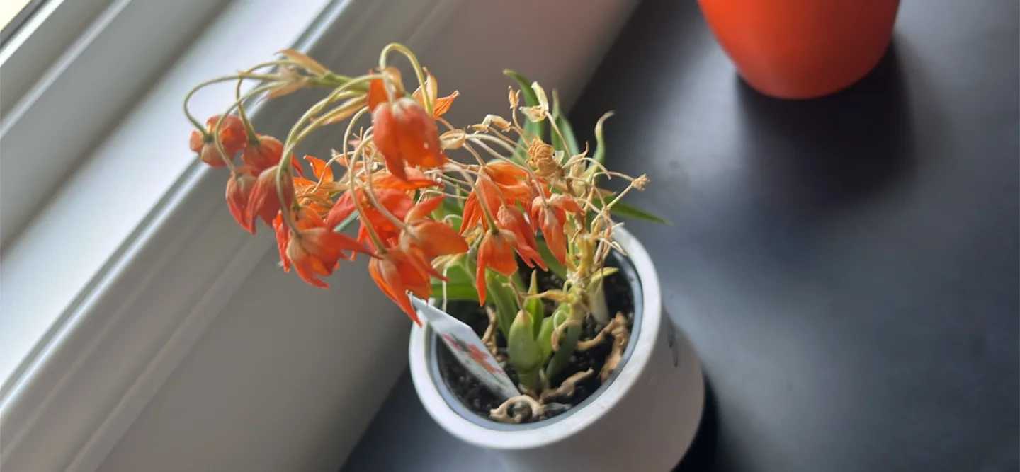 Sun Star Ornithogalum Flower Plant image indicator(4)