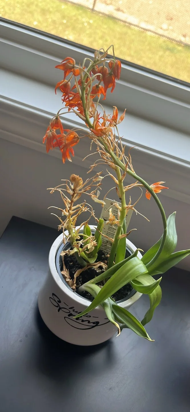 Sun Star Ornithogalum Flower Plant image indicator(3)